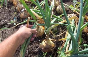 Harvesting onions for storage