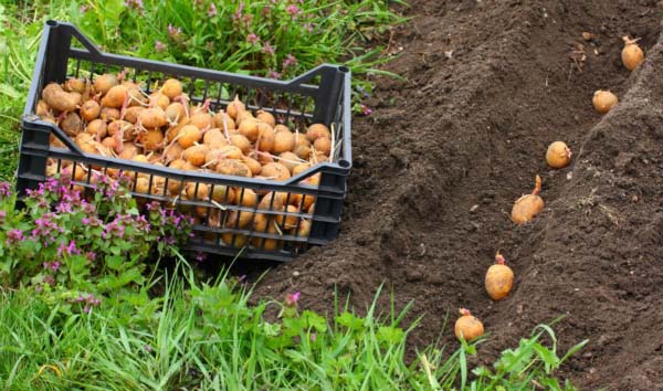 Fertilizing potatoes when planting