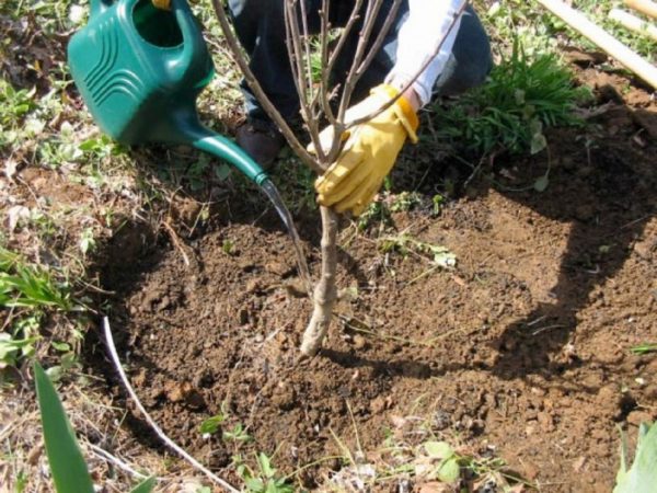 Care after planting cherries in spring