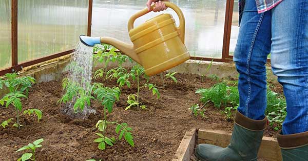 Greenhouse tomato care - watering