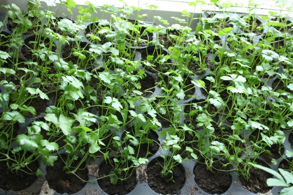 Celery root seedling care