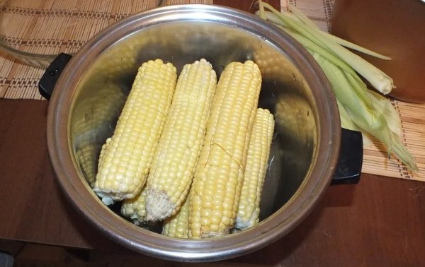 Fiatal kukorica betakarítása