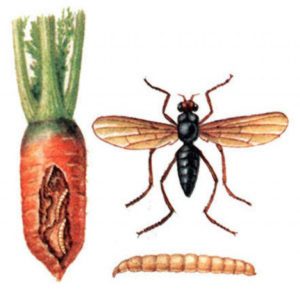 Carrot fly pest