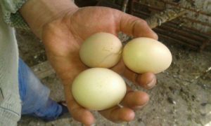 Egg production of brama chickens