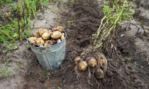Why fertilize potatoes